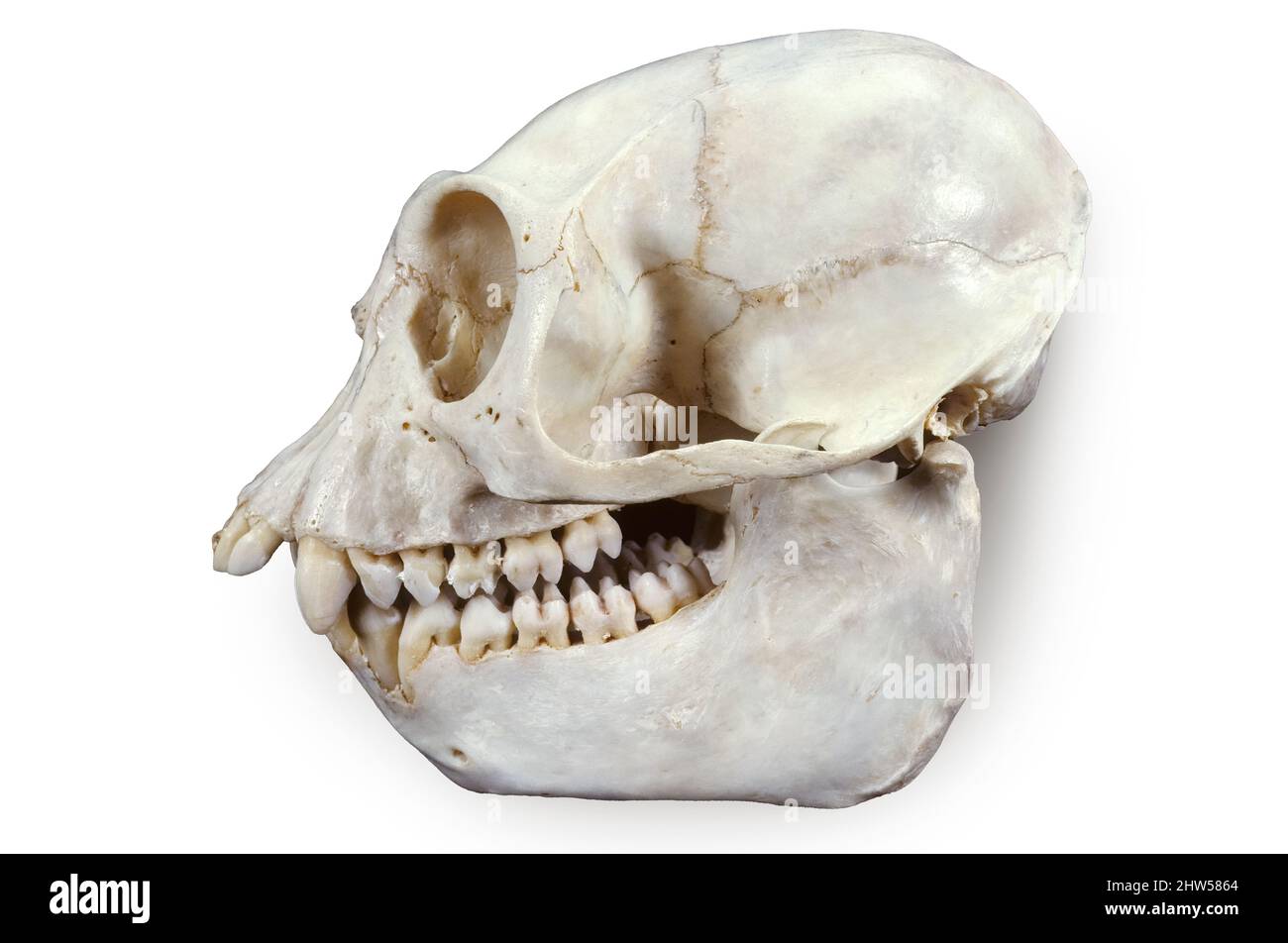 Colobus Monkey Skull (Colobus angolensis cottoni), Akenge, Zaire, Africa Foto Stock