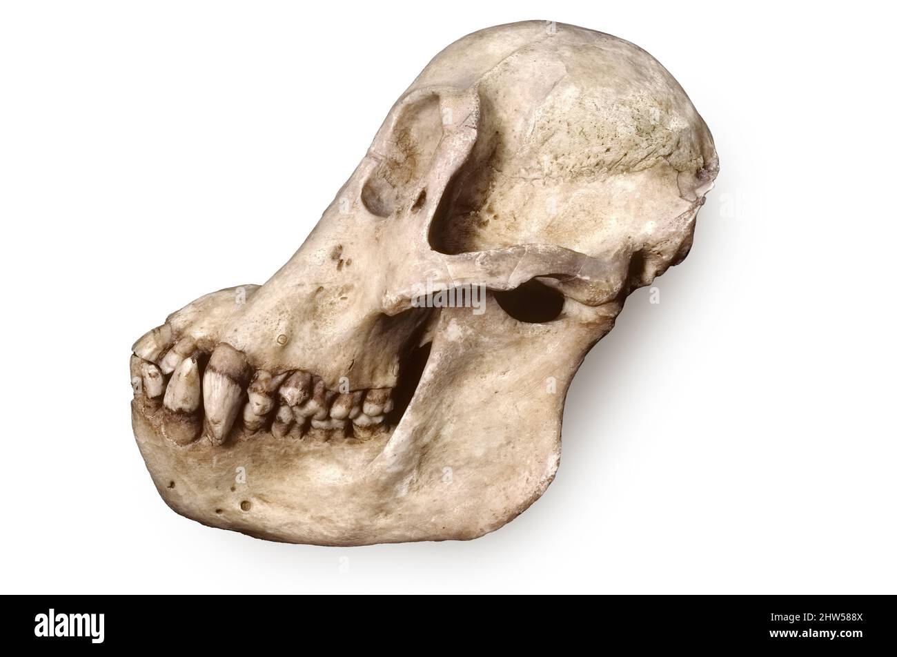 Cranio di Oranutan Foto Stock