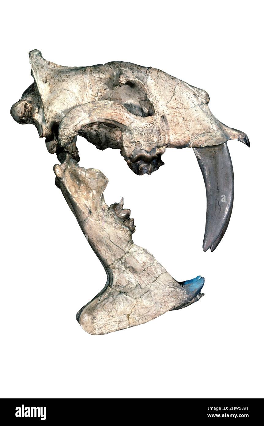 Vero cranio Sabre-Tooth Cat (Eusmilus), South Dakota, Oligocene medio Foto Stock