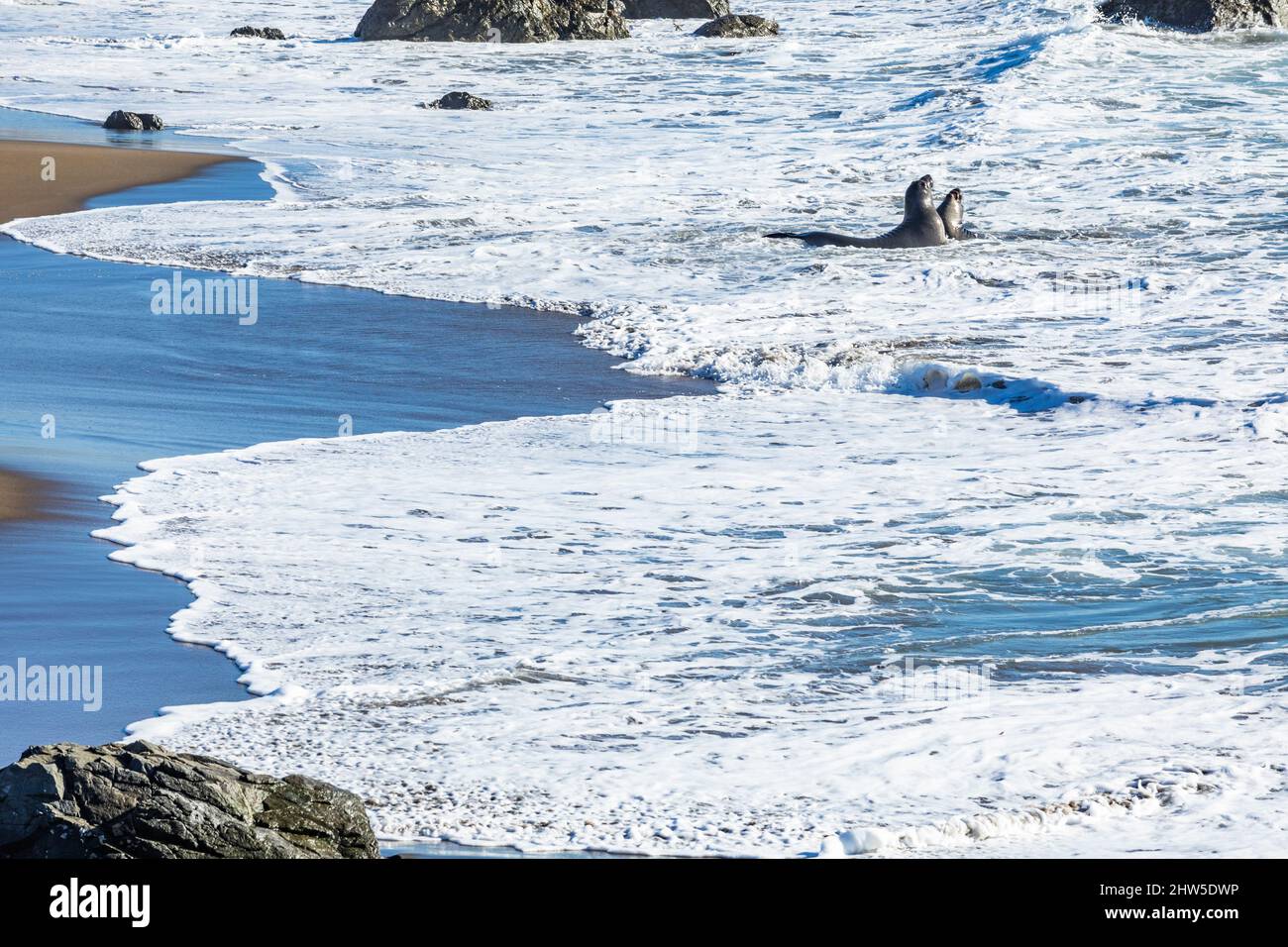 Stati Uniti, California, San Simeon, Bull Elephant Seals lotta in surf Foto Stock