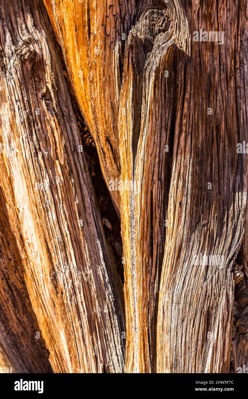 Stati Uniti, Utah, Escalante, tronco di albero secco con motivo a righe Foto Stock