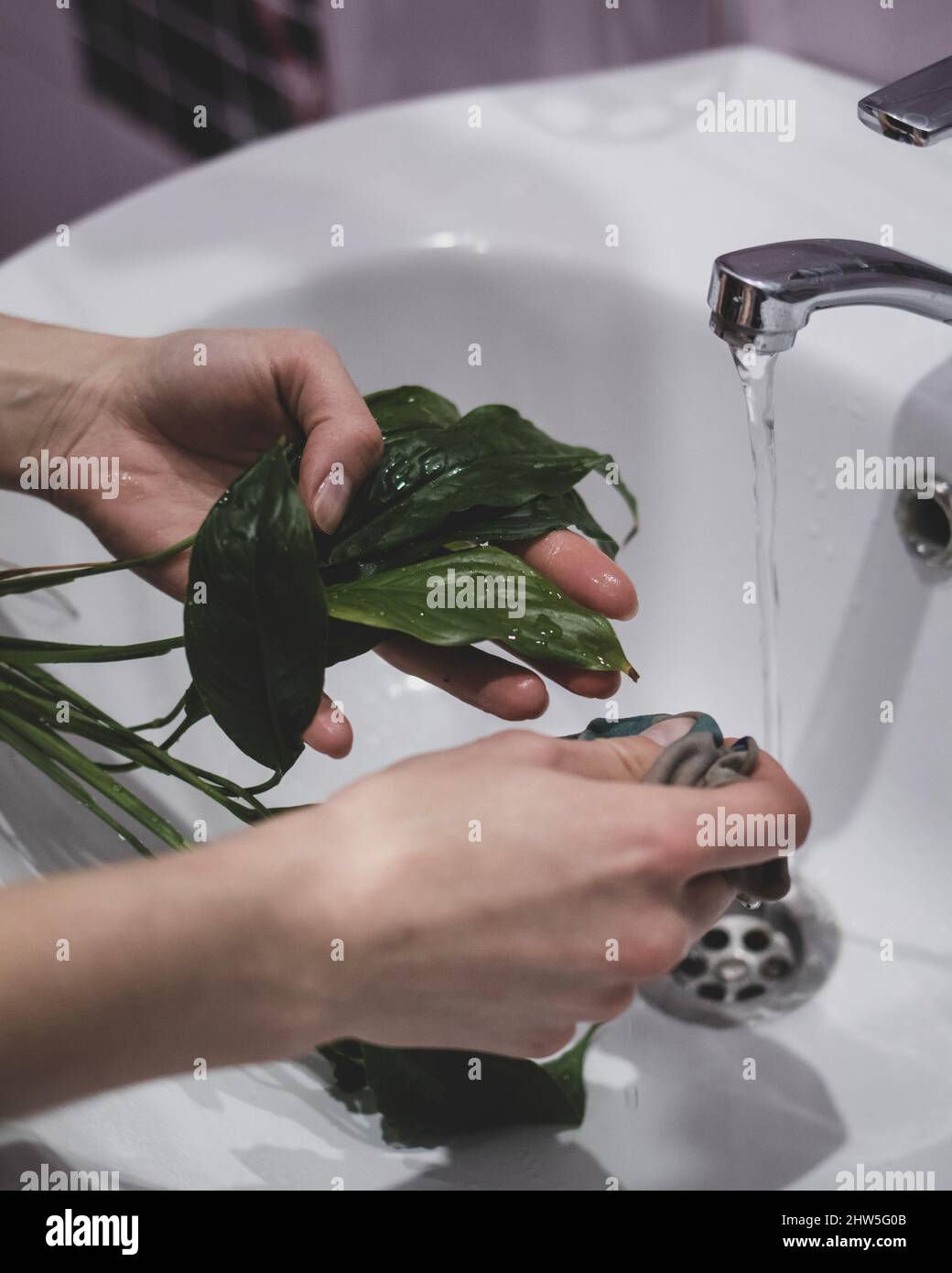 La donna sta pulendo la pianta dagli insetti sotto il rubinetto Foto Stock