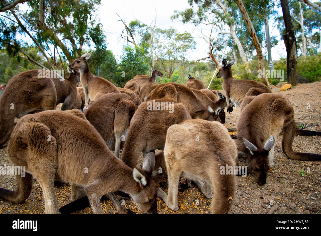 Alimentazione canguri - John Forrest National Park - Australia Occidentale Foto Stock