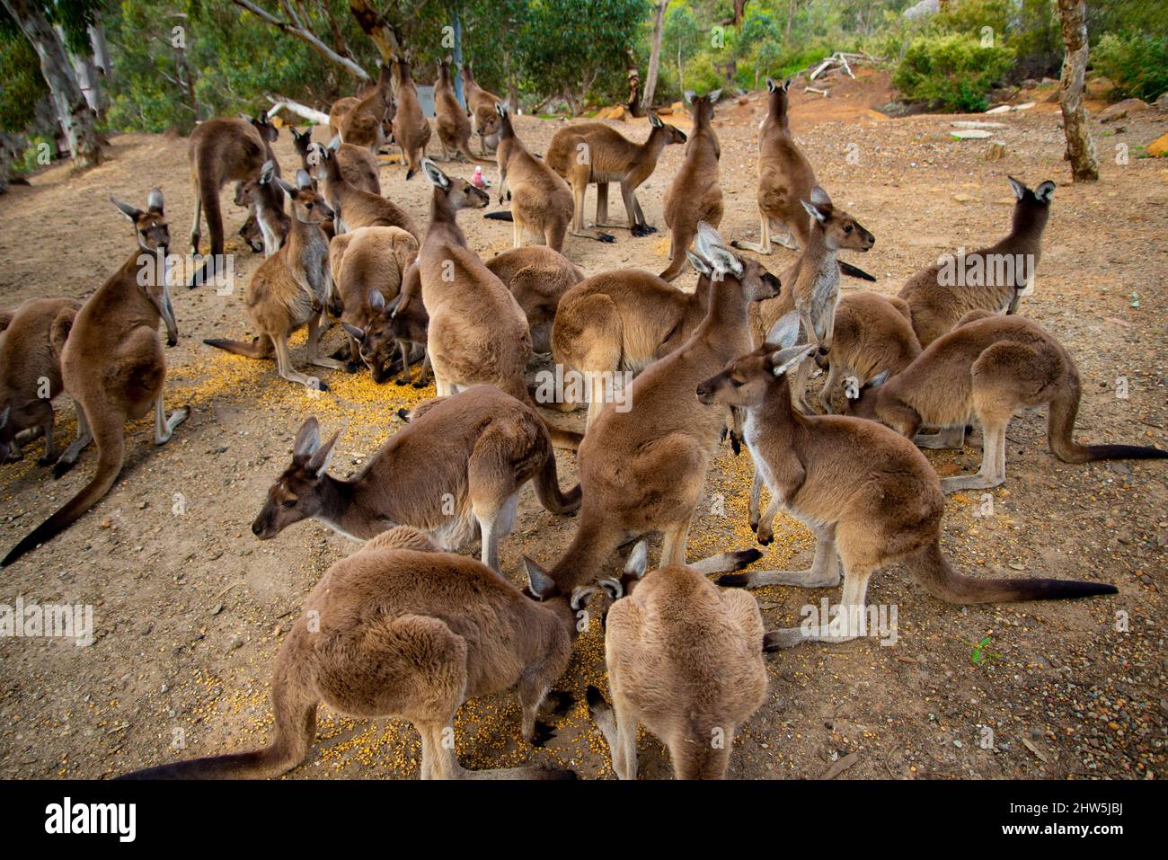 Alimentazione canguri - John Forrest National Park - Australia Occidentale Foto Stock