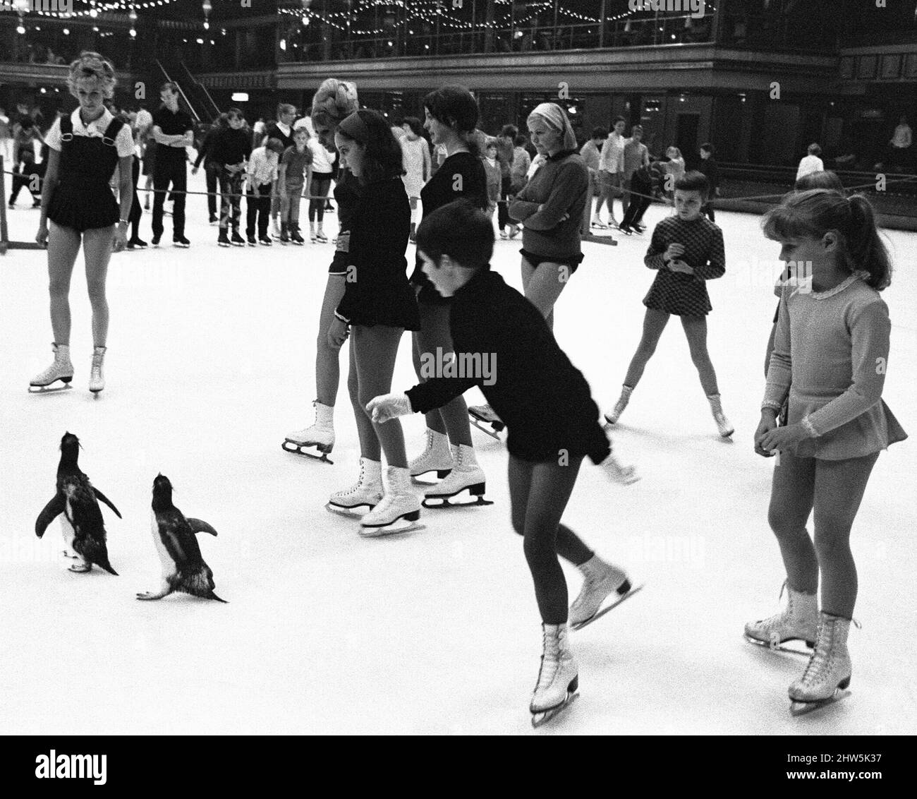 Penguin ice skating Foto e Immagini Stock in Bianco e Nero - Alamy