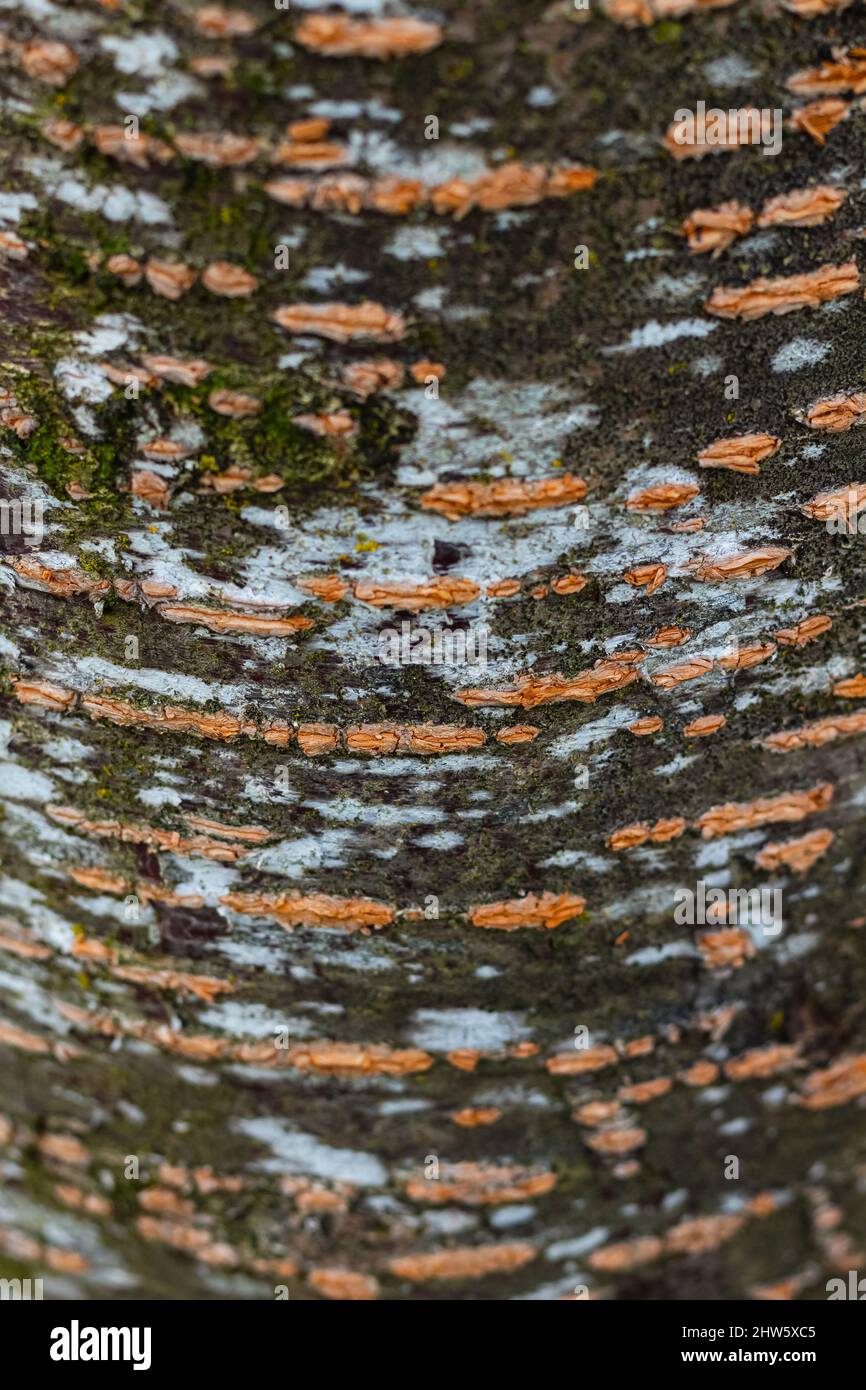 Trama di corteccia nel parco naturale. Straordinaria corteccia colorata di un albero. Fuoco selettivo, texture, astratto, nessuno Foto Stock