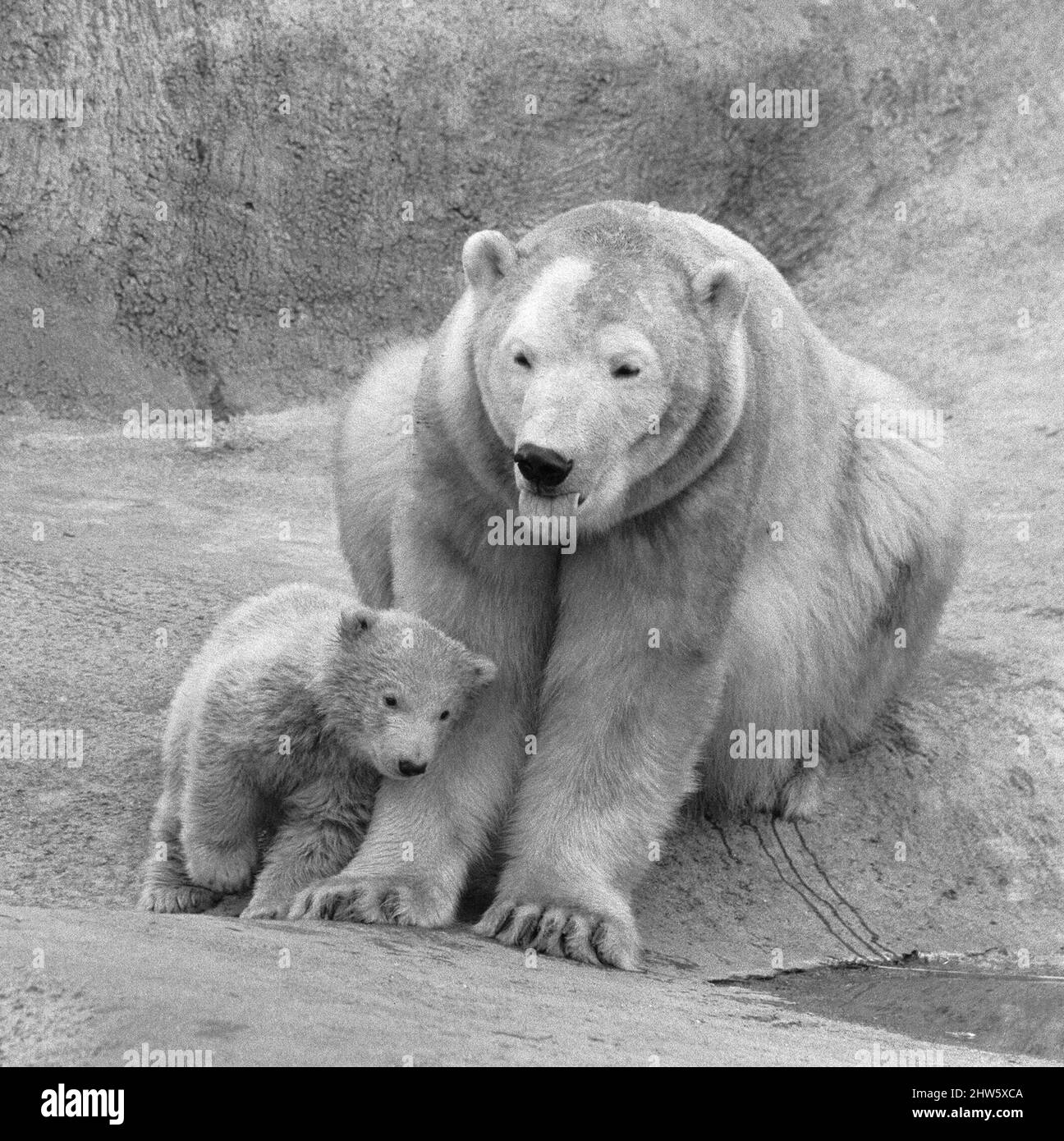 Pipaluk il cucciolo dell'orso polare si avventura fuori dalla sua tana privata sulle terrazze Mappin, London Zoo, per la prima volta con sua madre Sally. 13th marzo 1968 Foto stock - Alamy