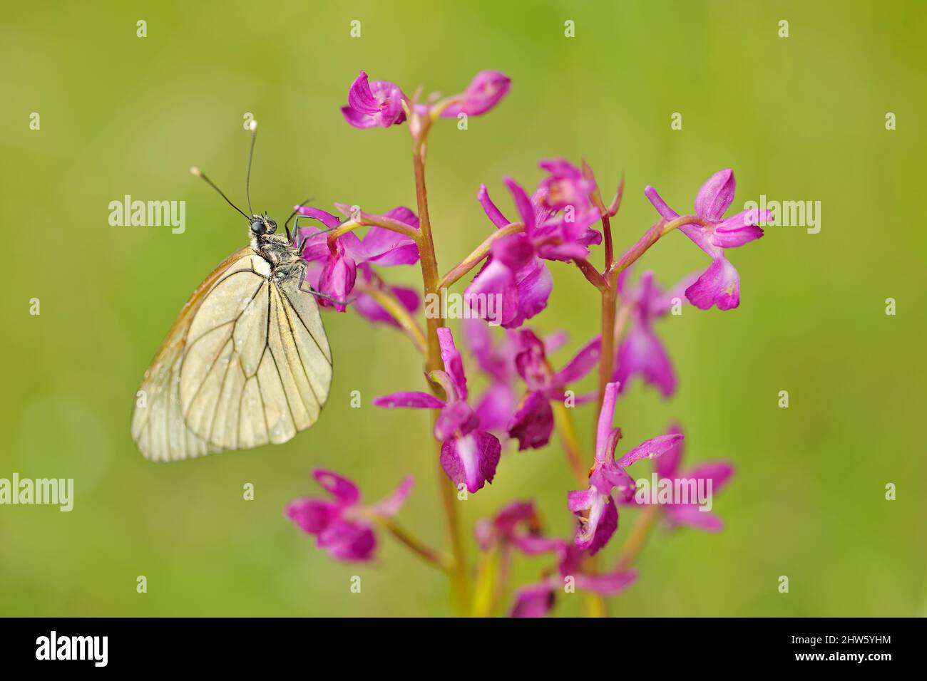 Aporia crataegi, farfalla bianca a venatura nera. Orchidea selvatica dalla Bulgaria. Orchis o Anacamptis laxiflora, fiore rosso viola con farfalla bianca. Pari Foto Stock