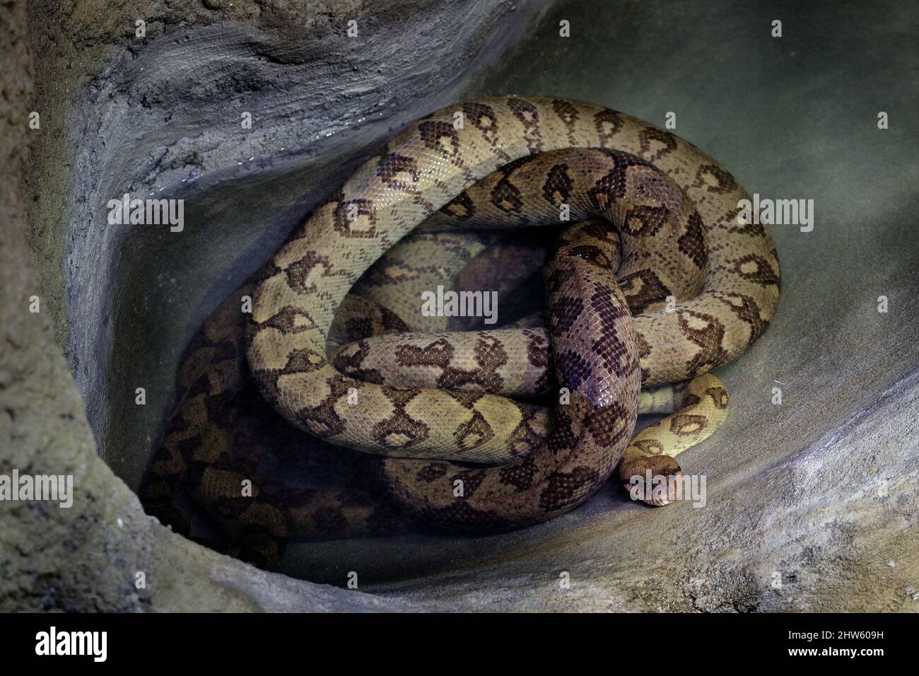 Boa di albero malgascio, Sanzinia madagascariensis, nella foresta naturale stagno d'acqua, Madagascar in Africa. Serpente nell'habitat naturale. Viper dal Madagascar Foto Stock