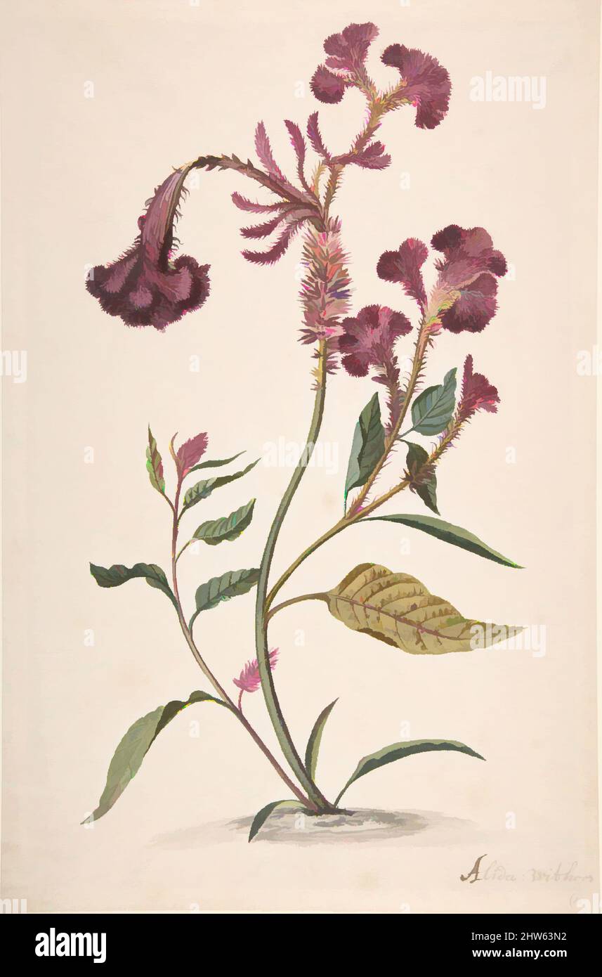 Arte ispirata allo studio di un Hanekam (Celosia argentea), n.d., grafite e acquerello, foglio: 14 1/2 x 9 1/2 pollici (36,9 x 24,1 cm), disegni, Alida Withoos (olandese, Amersfoot ca. 1662–1730 Hoorn, opere classiche modernizzate da Artotop con un tuffo di modernità. Forme, colore e valore, impatto visivo accattivante sulle emozioni artistiche attraverso la libertà delle opere d'arte in modo contemporaneo. Un messaggio senza tempo che persegue una nuova direzione selvaggiamente creativa. Artisti che si rivolgono al supporto digitale e creano l'NFT Artotop Foto Stock