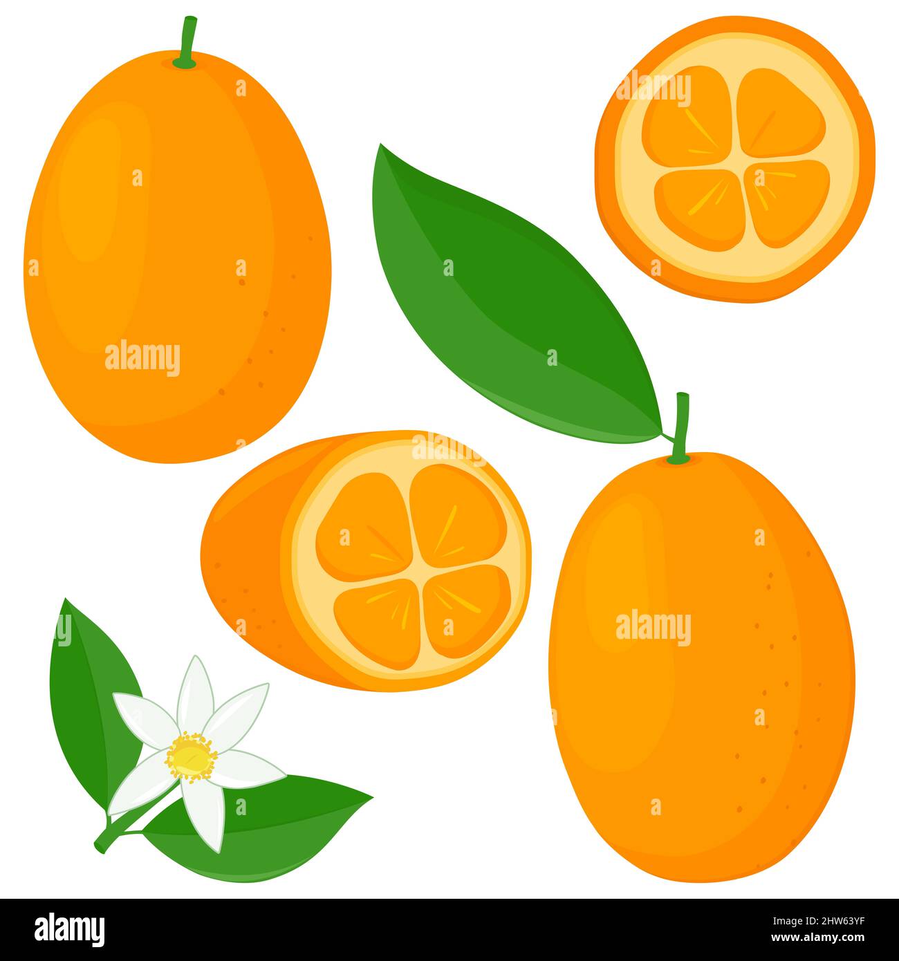 Interi e tagliati in semi kumquat frutta, fiori e foglie. Foto Stock