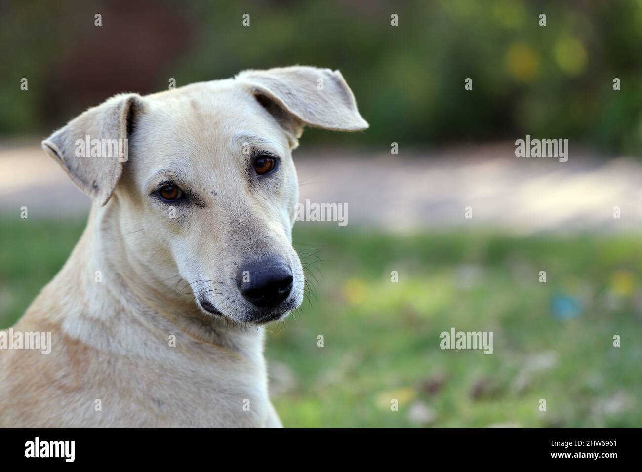 Cane Pariah indiano-anche conosciuto come il cane del pye del sud asiatico e Desi cane primo piano. Foto Stock