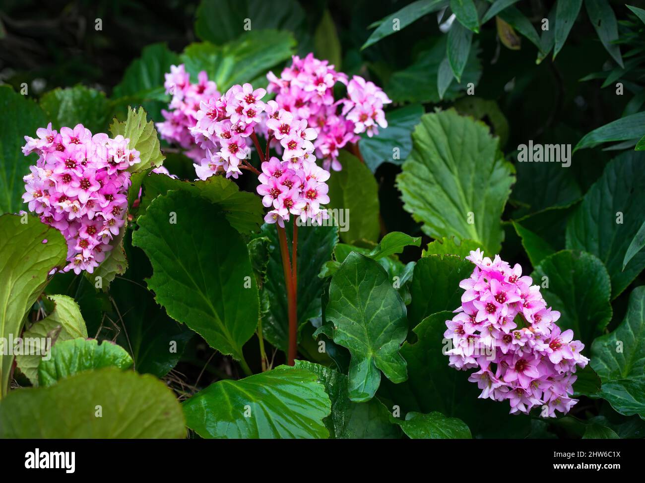 Rosa Bergenia cordifolia fiori e verde fogliame primo piano in primavera nel sud della Francia dopo la pioggia Foto Stock