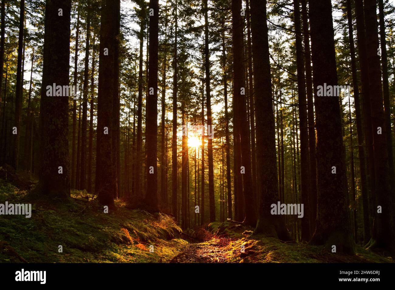 sole che brilla nella foresta Foto Stock
