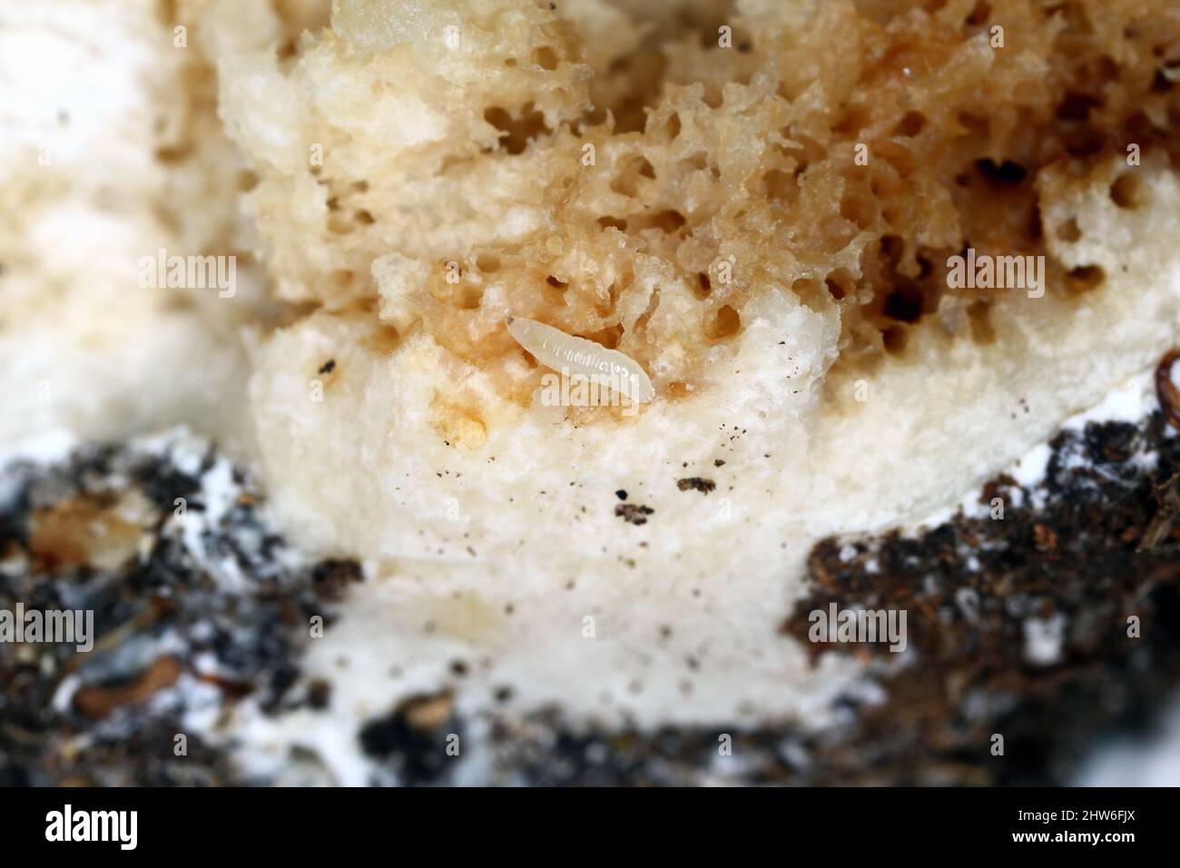 Far volare le larve (magnot) in un fungo. Un fungo wormy. Foto Stock