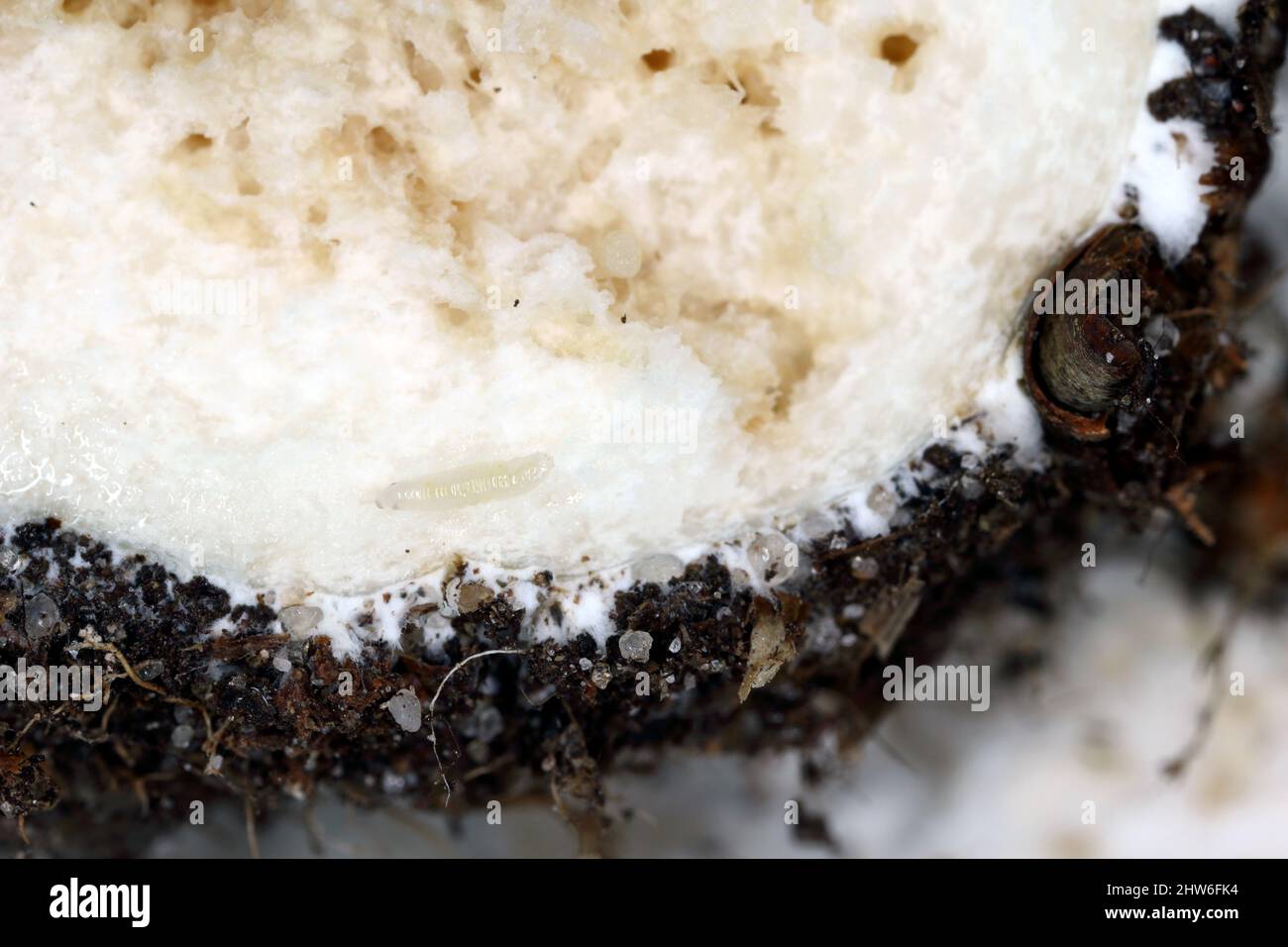 Far volare le larve (magnot) in un fungo. Un fungo wormy. Foto Stock