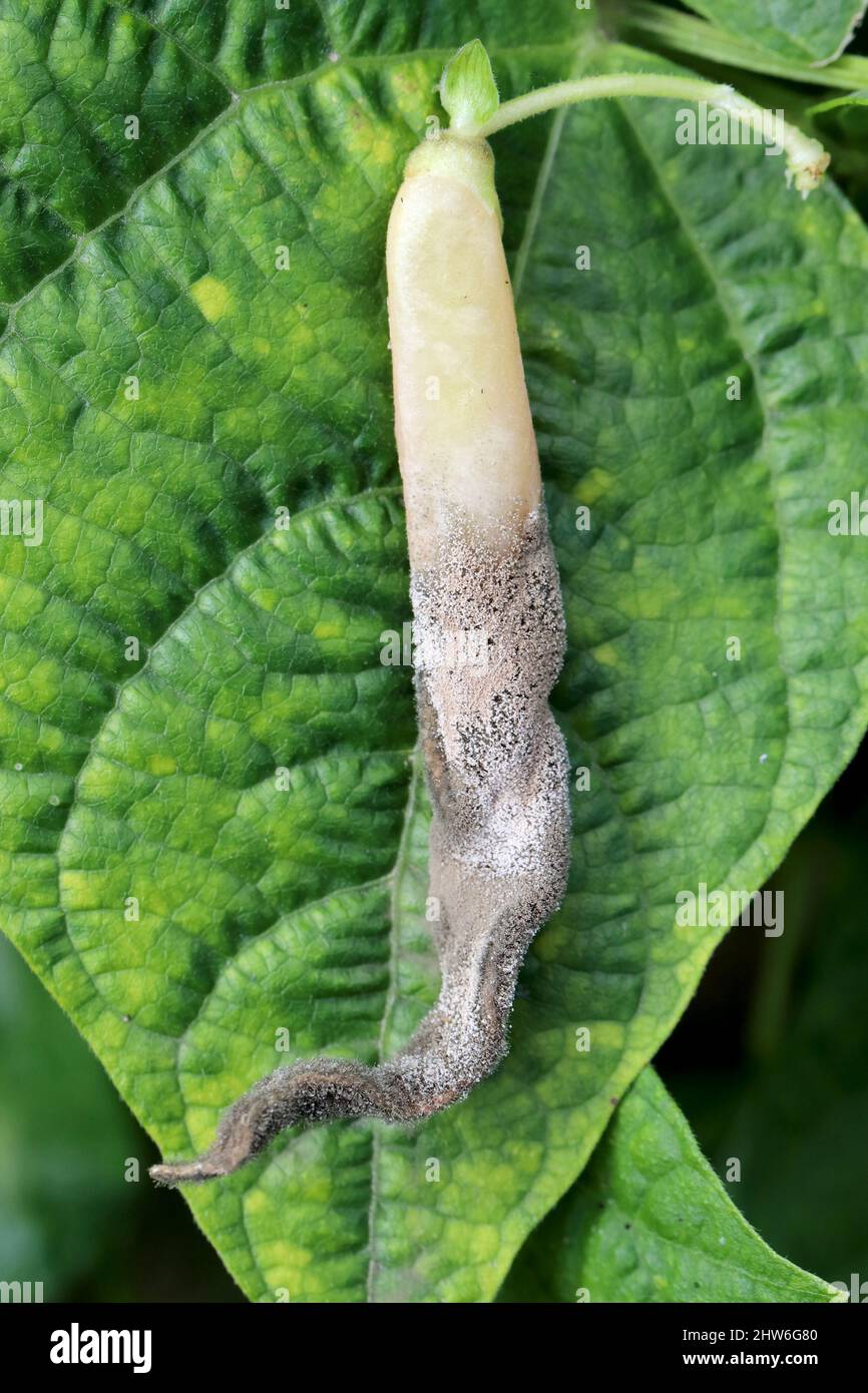 Massa di spore di Botrytis cinerea su una cialda infetta di fagioli a bottoncino. Malattia fungina - muffa grigia. Foto Stock