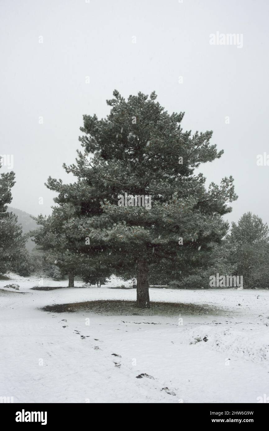 nevicare su pino bianco neve coperta Foto Stock