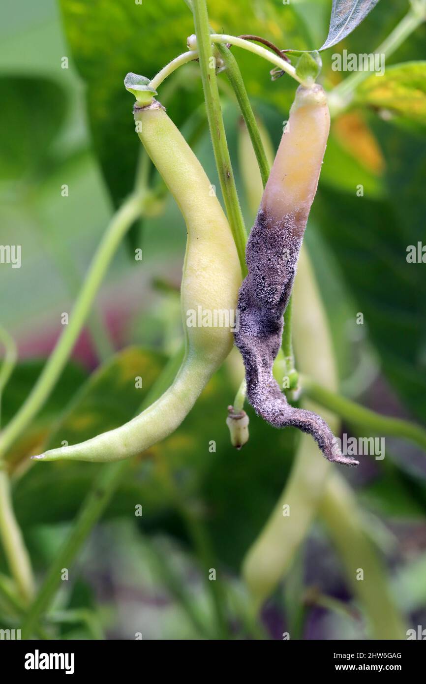 Massa di spore di Botrytis cinerea su una cialda infetta di fagioli a bottoncino. Malattia fungina - muffa grigia. Foto Stock