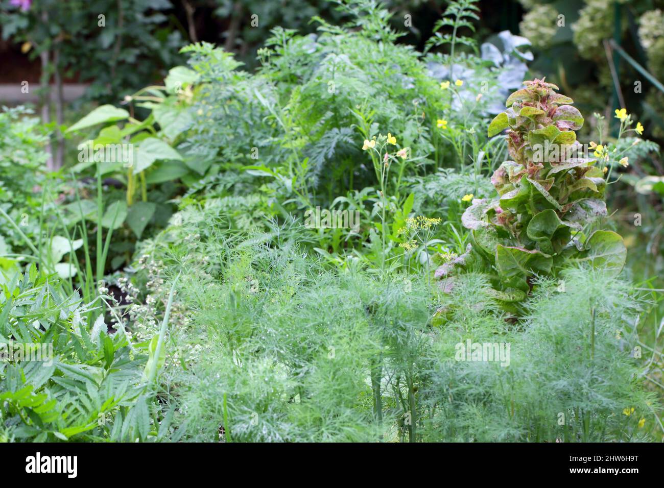 Un giardino di erbe domestico pieno di erbe e verdure. Foto Stock