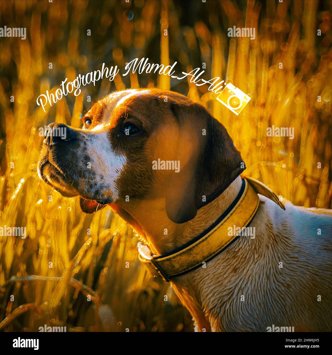 Cane da caccia in natura sopra il sole alla ricerca di uccelli Foto Stock