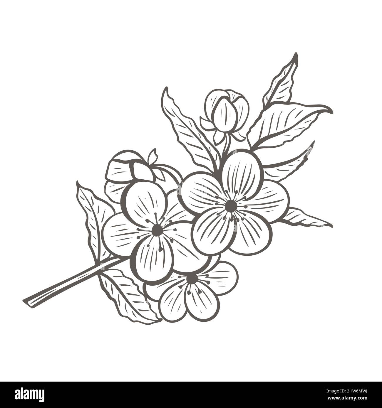 Disegno di ramoscello dell'albero in fiore Illustrazione Vettoriale