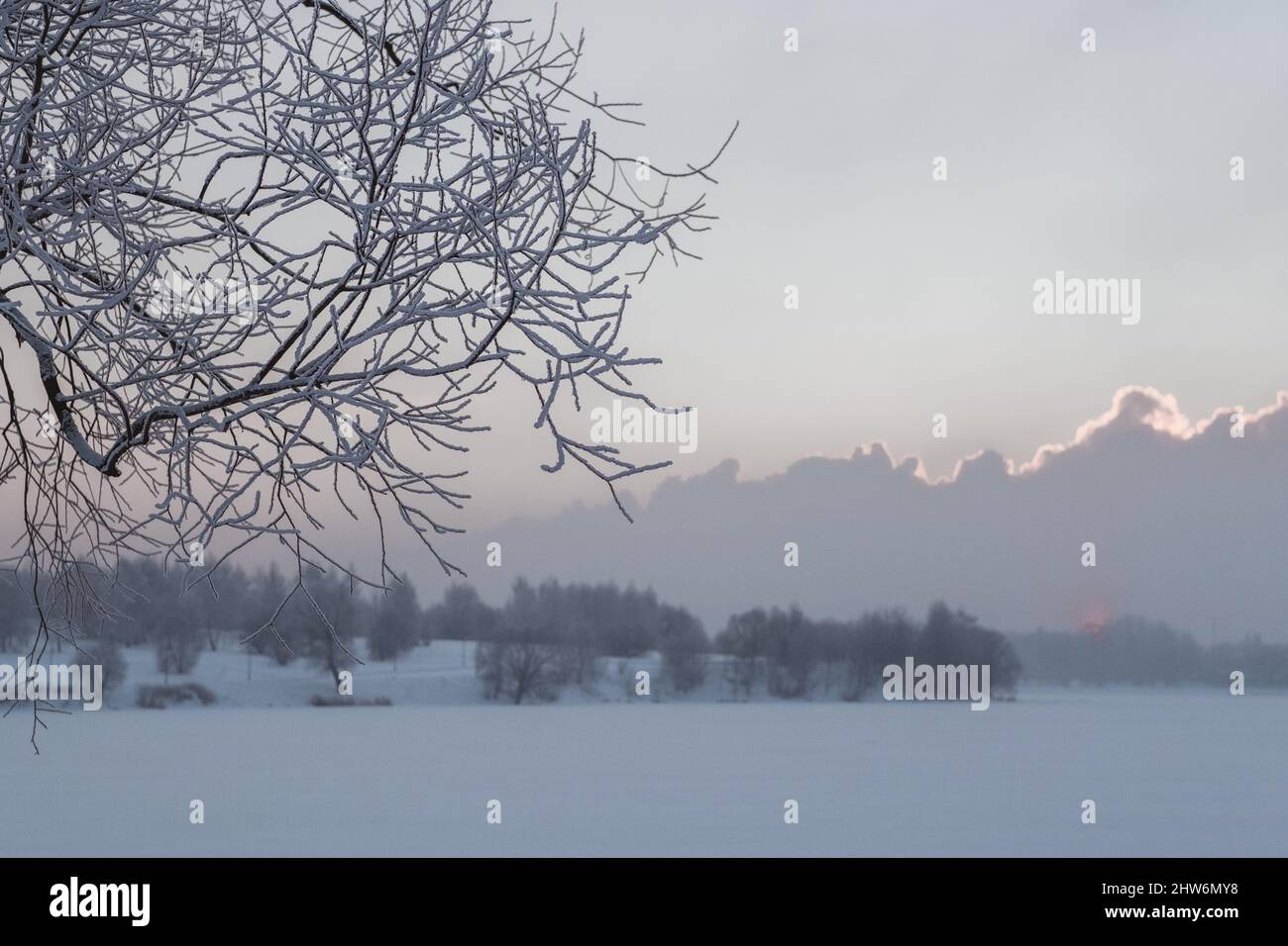 Inverno nevoso. Nevicate pesanti a Mosca. Alberi di Natale nella neve. Foto di alta qualità Foto Stock