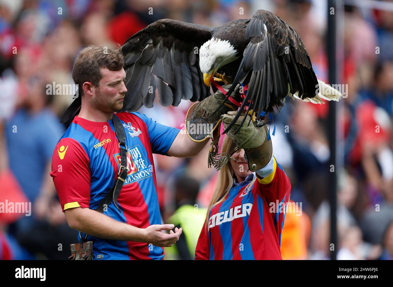 La mascotte Crystal Palace Kayla l'aquila Bald nordamericana è vista prima della partita della Barclays Premier League tra il Crystal Palace e l'Arsenal al Selhurst Park di Londra. Agosto 16, 2015. James Boardman / Telefoto Images +44 7967 642437 Foto Stock