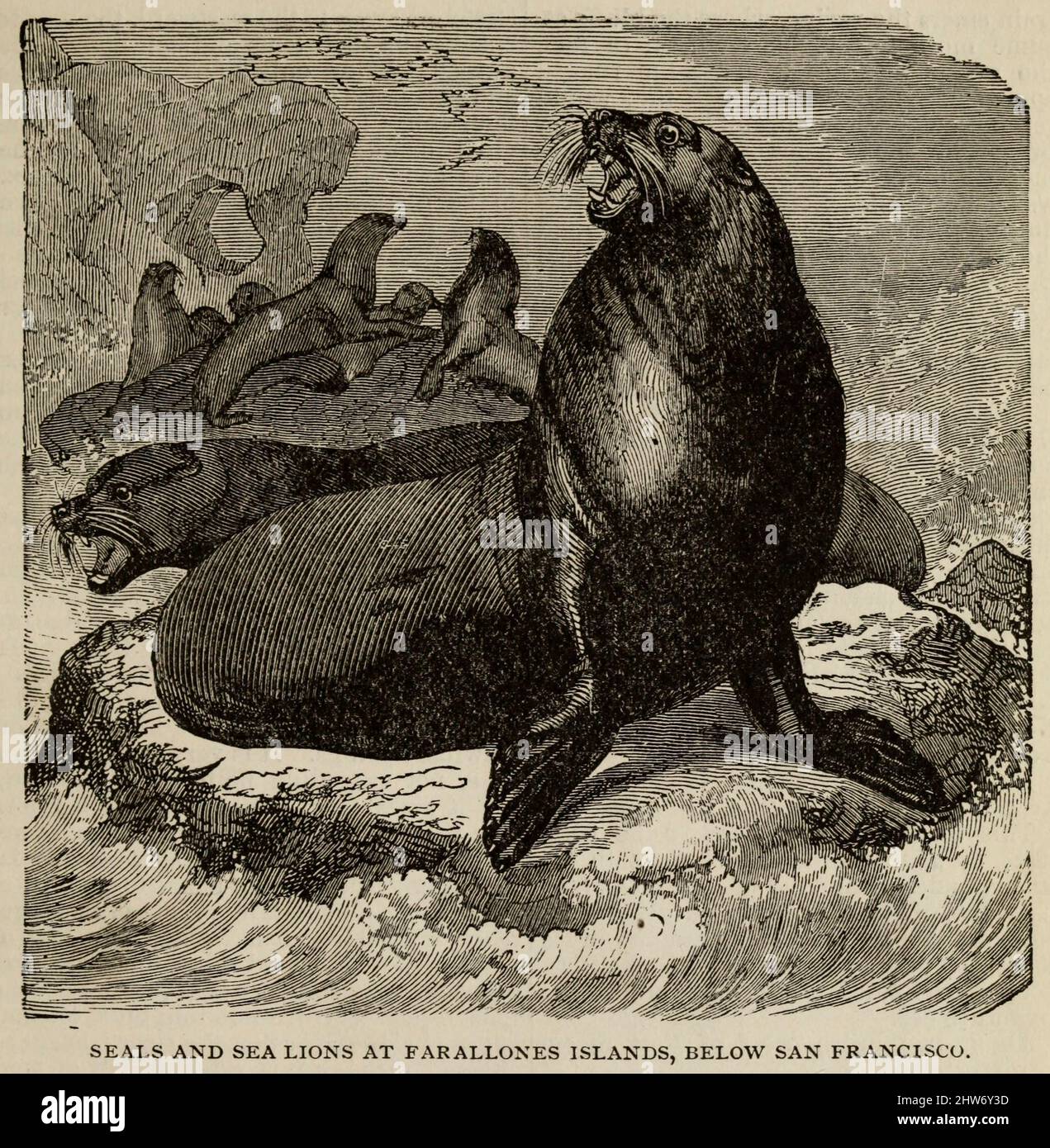 FOCHE E LEONI MARINI ALLE Isole FARALLONES, SOTTO SAN FRANCISCO dal libro la nuova guida turistica terrestre e costiera del Pacifico di Crofutt : contiene una descrizione condensata e autentica di montagne, laghi, fiumi, zolfo, soda e sorgenti termali calde, paesaggi, luoghi d'irrigazione e località estive : Dove cercare e cacciare i bufali, le antilopi, i cervi e altre selvaggina; la pesca alla trota, ecc., ecc. attraverso il Nebraska, il Wyoming; Colorado, Utah, Montana, Idaho, Nevada, California e Arizona di George A Cromutt, pubblicato a Chicago, Ill., dall'Overland Pub. Co nel 1879 Foto Stock