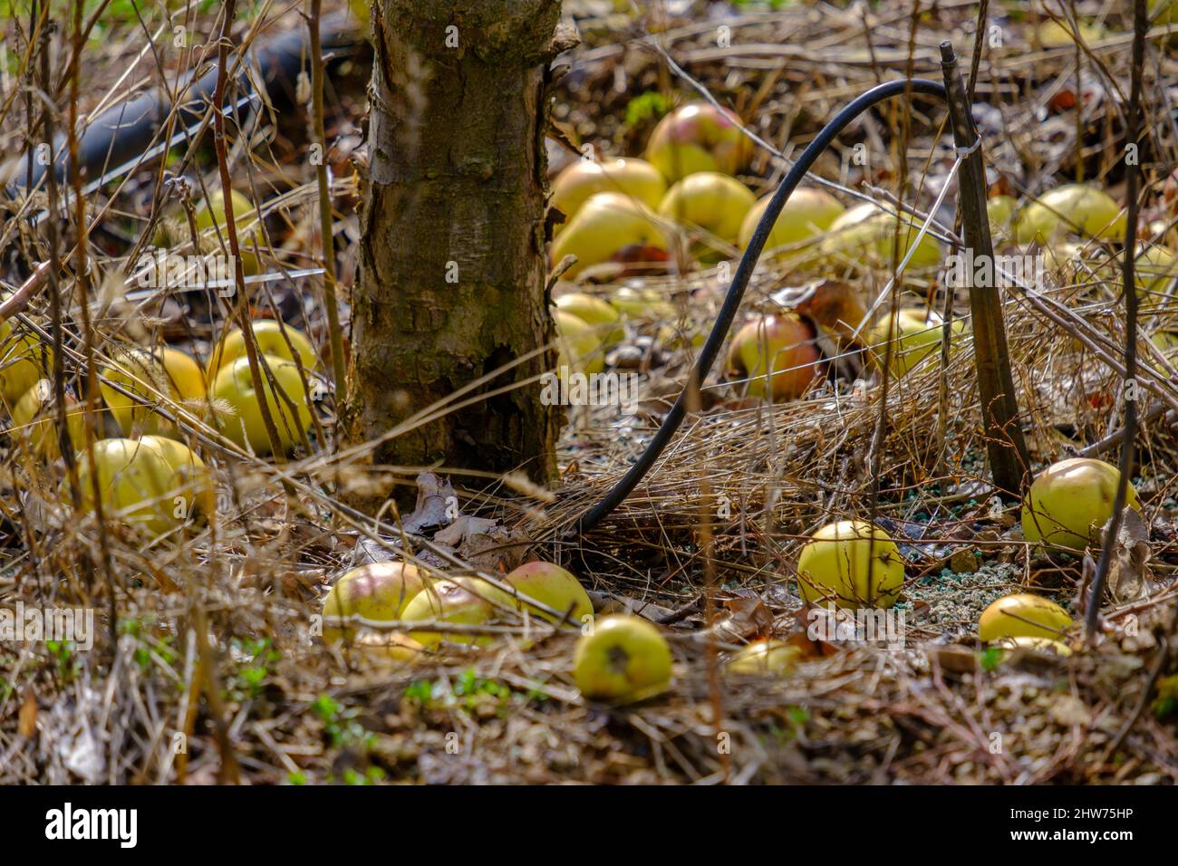 Mele gialle cadute dal tronco di un albero di mele deciduo in un campo in inverno a Cipro Foto Stock