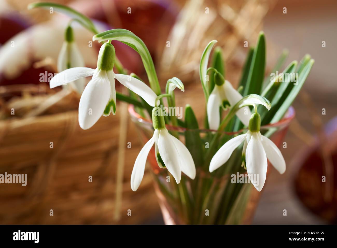 Gocce di neve in vaso, con un cestino con uova di Pasqua sullo sfondo Foto Stock