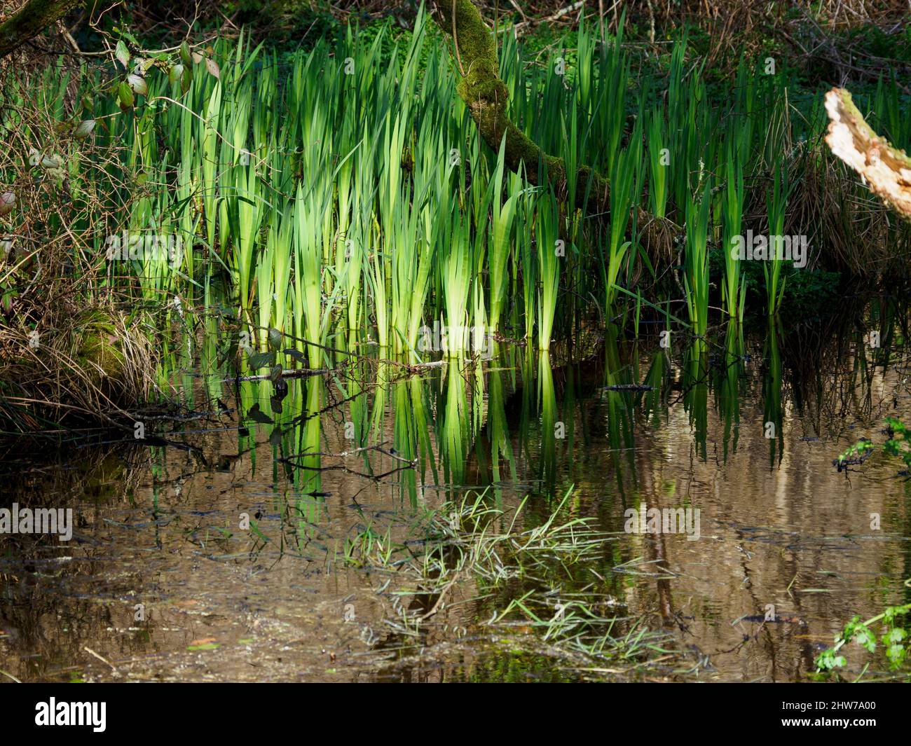 Canne in boschi allagati, Pentewan Valley Trail, Cornovaglia, Regno Unito Foto Stock