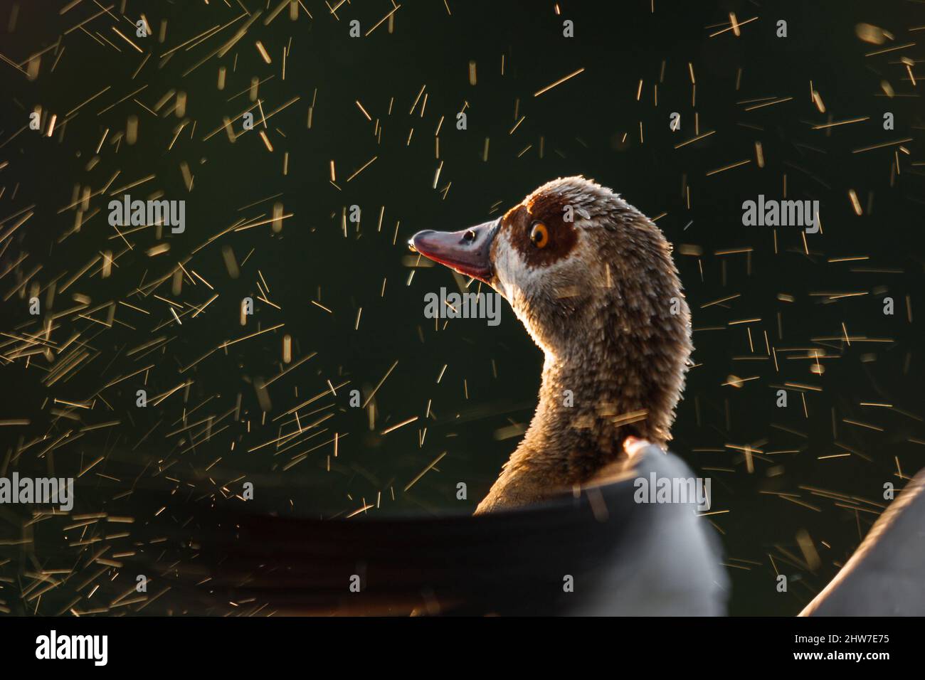 Ritratto di oca egiziana, Alopochen aegyptiaca, tremando ali asciutte, Johannesburg, Gauteng, Sudafrica Foto Stock