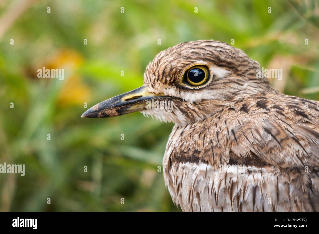 Ritratto di acqua folta-ginocchio, Burhinus vermiculatus, Letaba Distretto, Parco Nazionale Kruger, Sudafrica Foto Stock