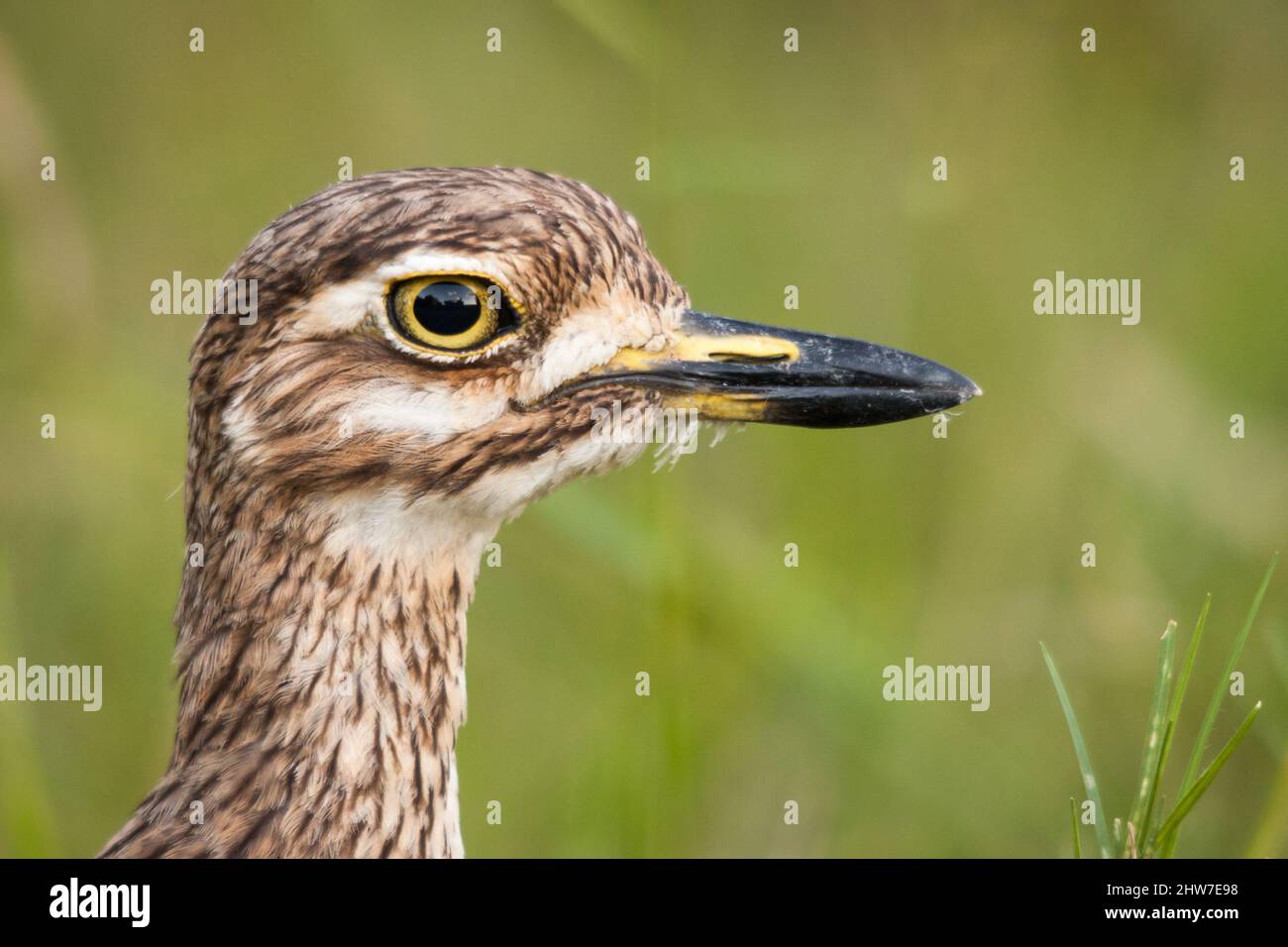 Ritratto di acqua folta-ginocchio, Burhinus vermiculatus, Letaba Distretto, Parco Nazionale Kruger, Sudafrica Foto Stock