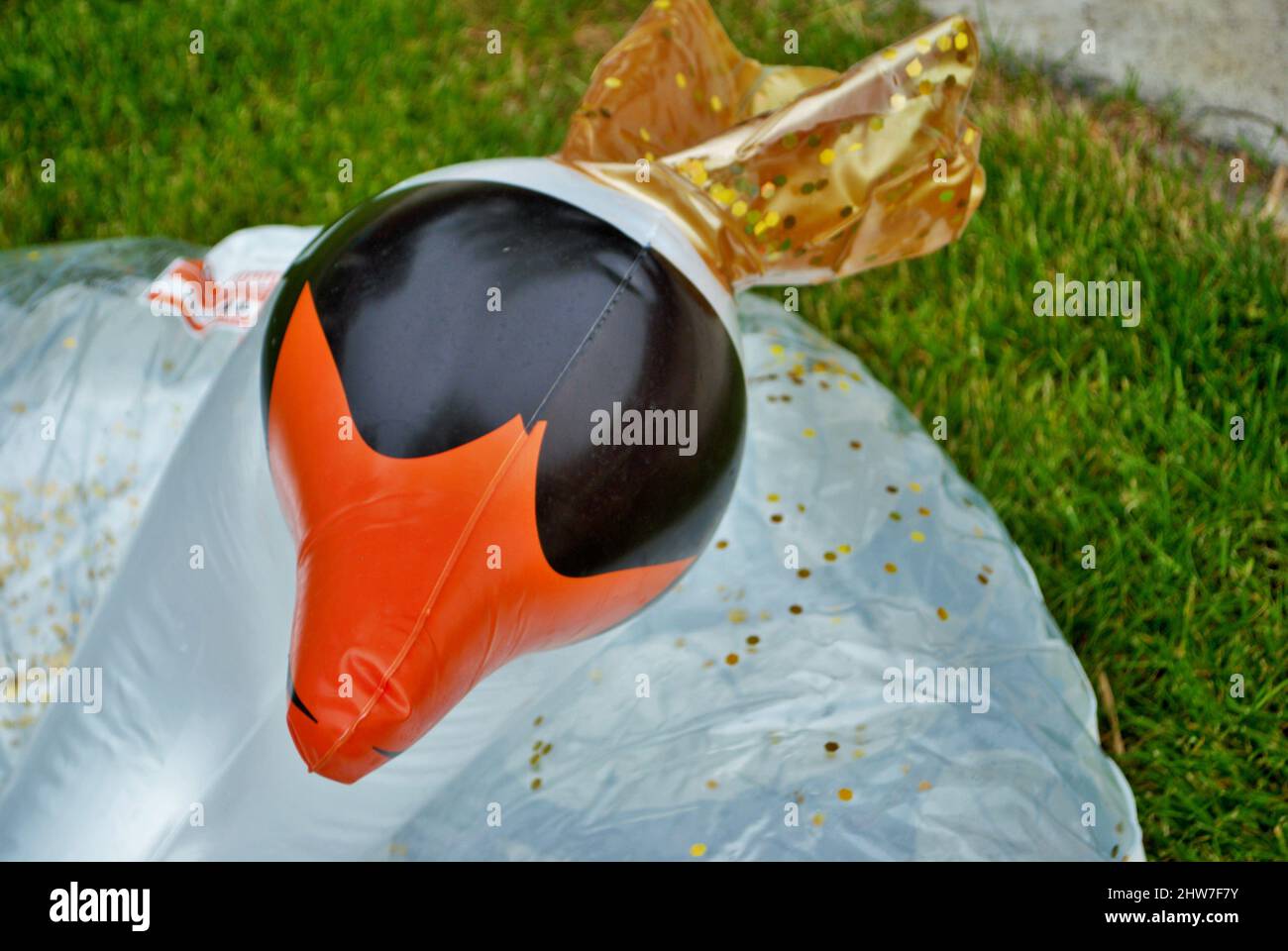 swan gonfiabile galleggiando in una piscina di cortile Foto Stock