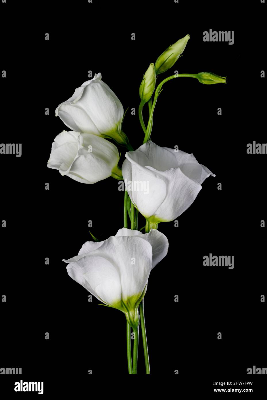 Bei fiori bianchi di Lisianthus fotografati su uno sfondo nero semplice Foto Stock