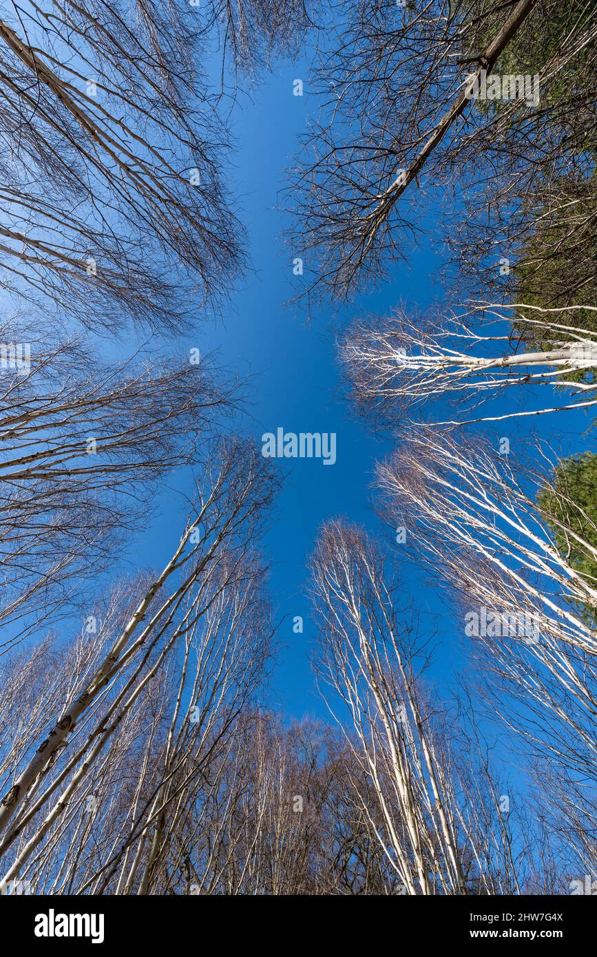 Cielo blu attraverso gli uccelli d'argento, Betula utilis Foto Stock