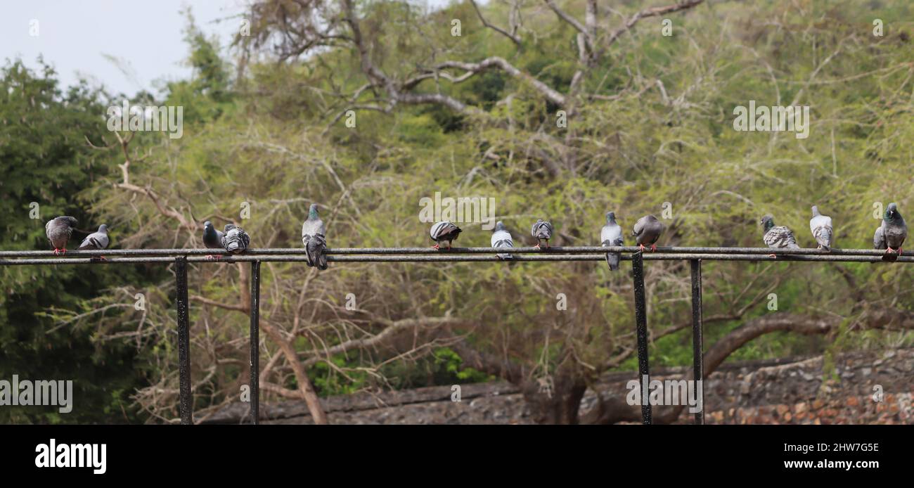 Un gregge di piccioni siede su una barra di ferro. Sullo sfondo scuro Foto Stock