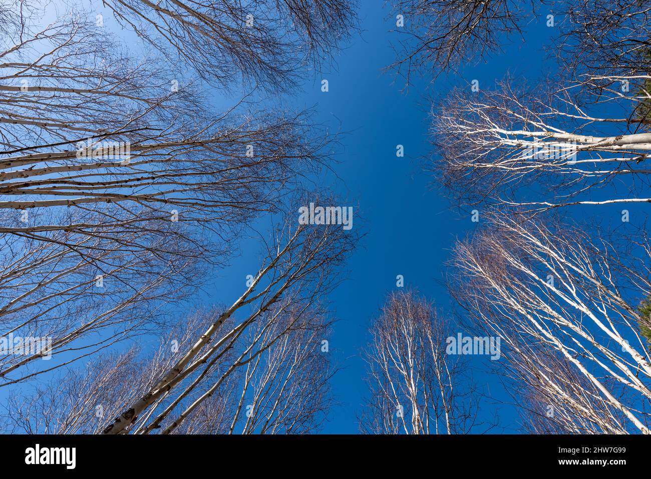 Cielo blu attraverso gli uccelli d'argento, Betula utilis Foto Stock