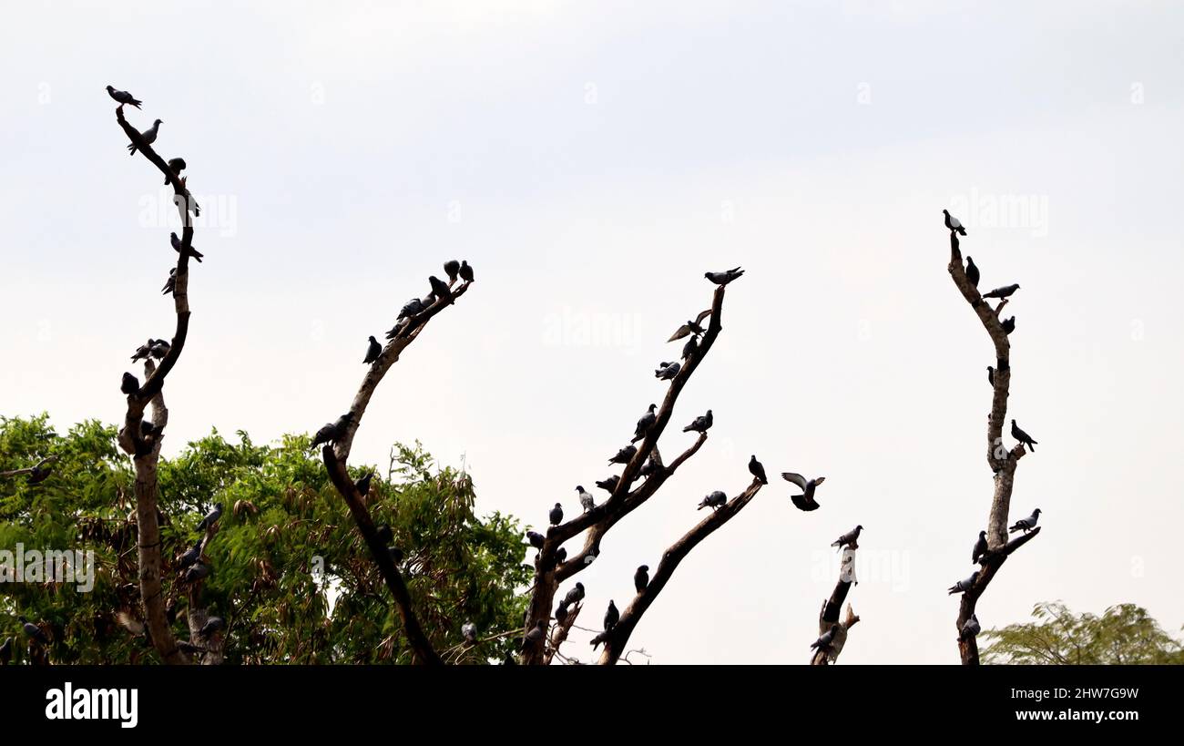 Un gregge di piccioni è appollaiato su un ramo di albero secco, con sfondo cielo Foto Stock