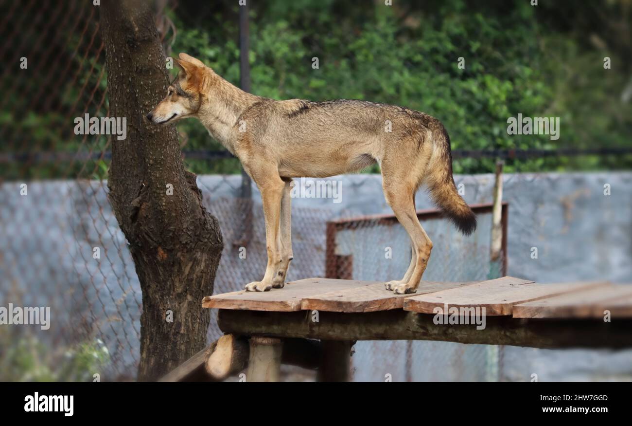 Volpi (animale Jackal) in piedi nel tavolo. Sullo sfondo sfocato Foto Stock