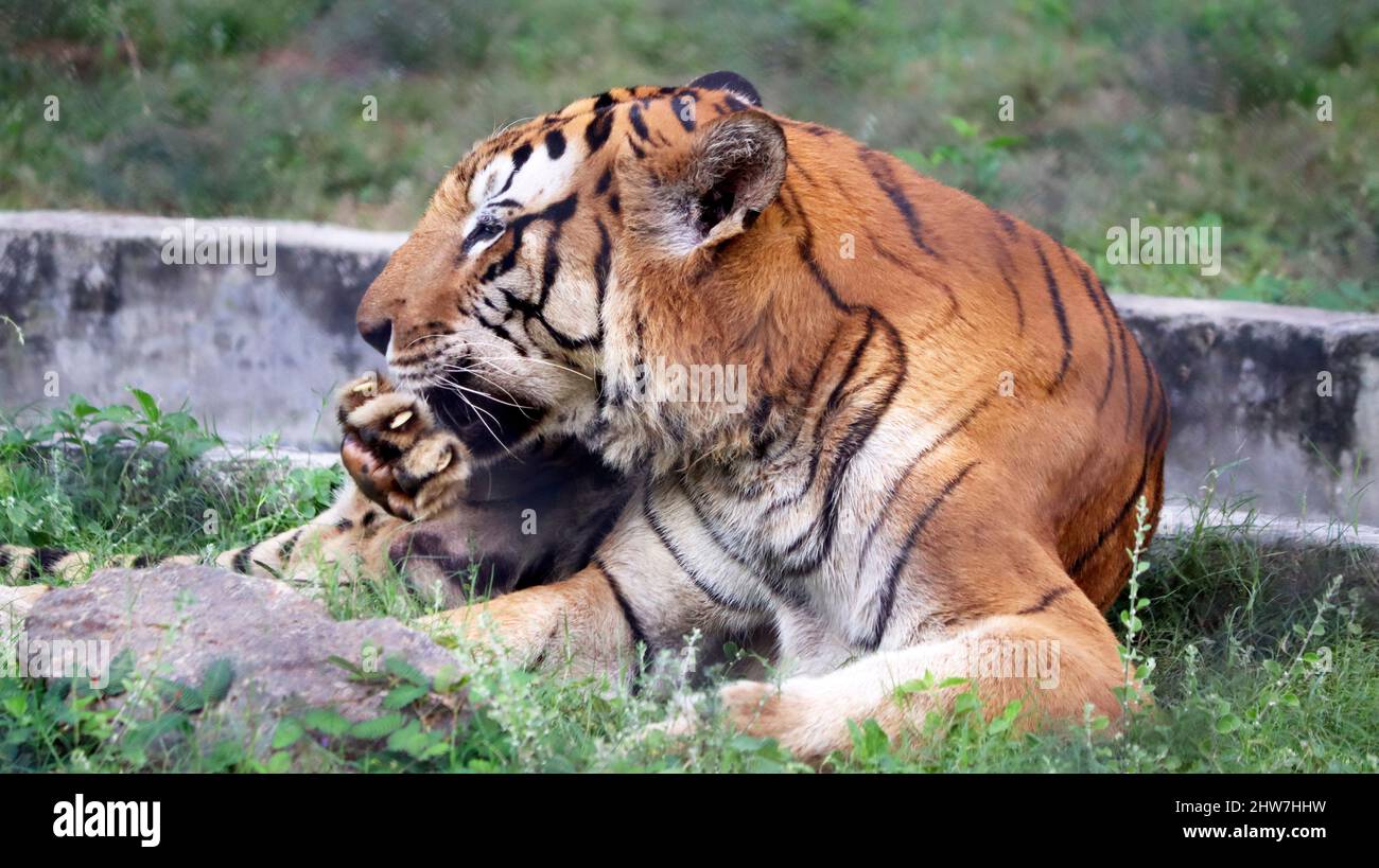 La tigre è seduta a terra, con lo sfondo sfocato Foto Stock