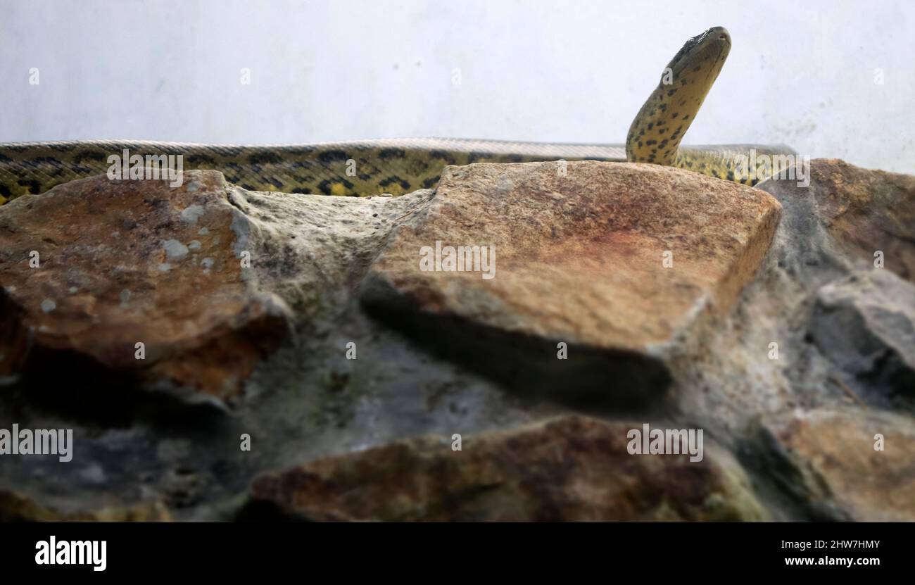 Il serpente di pitone roccioso si erge sulla roccia. Sullo sfondo della parete bianca pallida Foto Stock