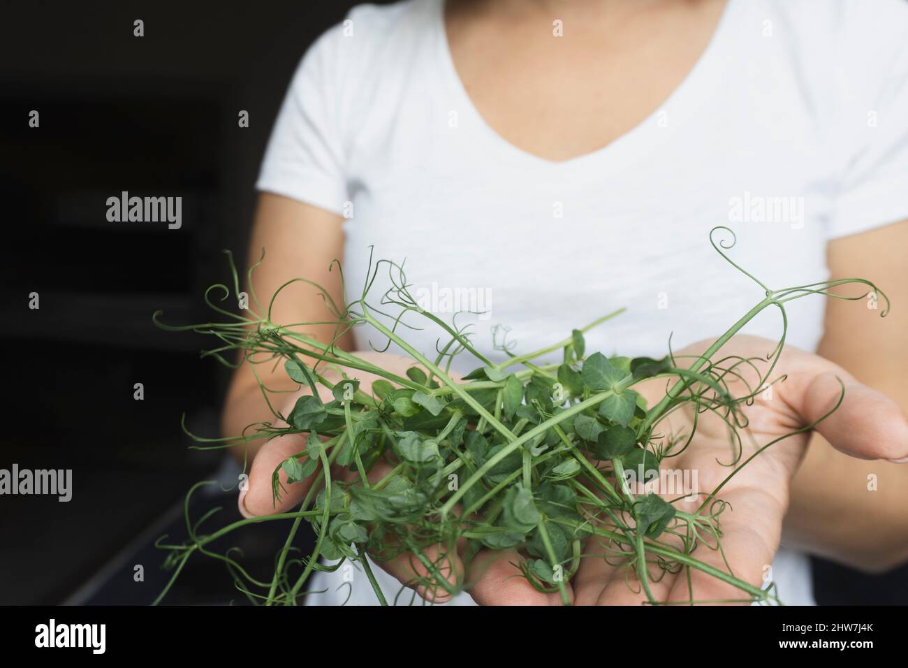 Micro green a mano donna caucasica. Foto Stock