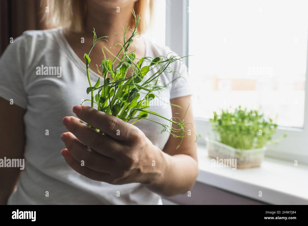 Micro green a mano donna caucasica. Foto Stock