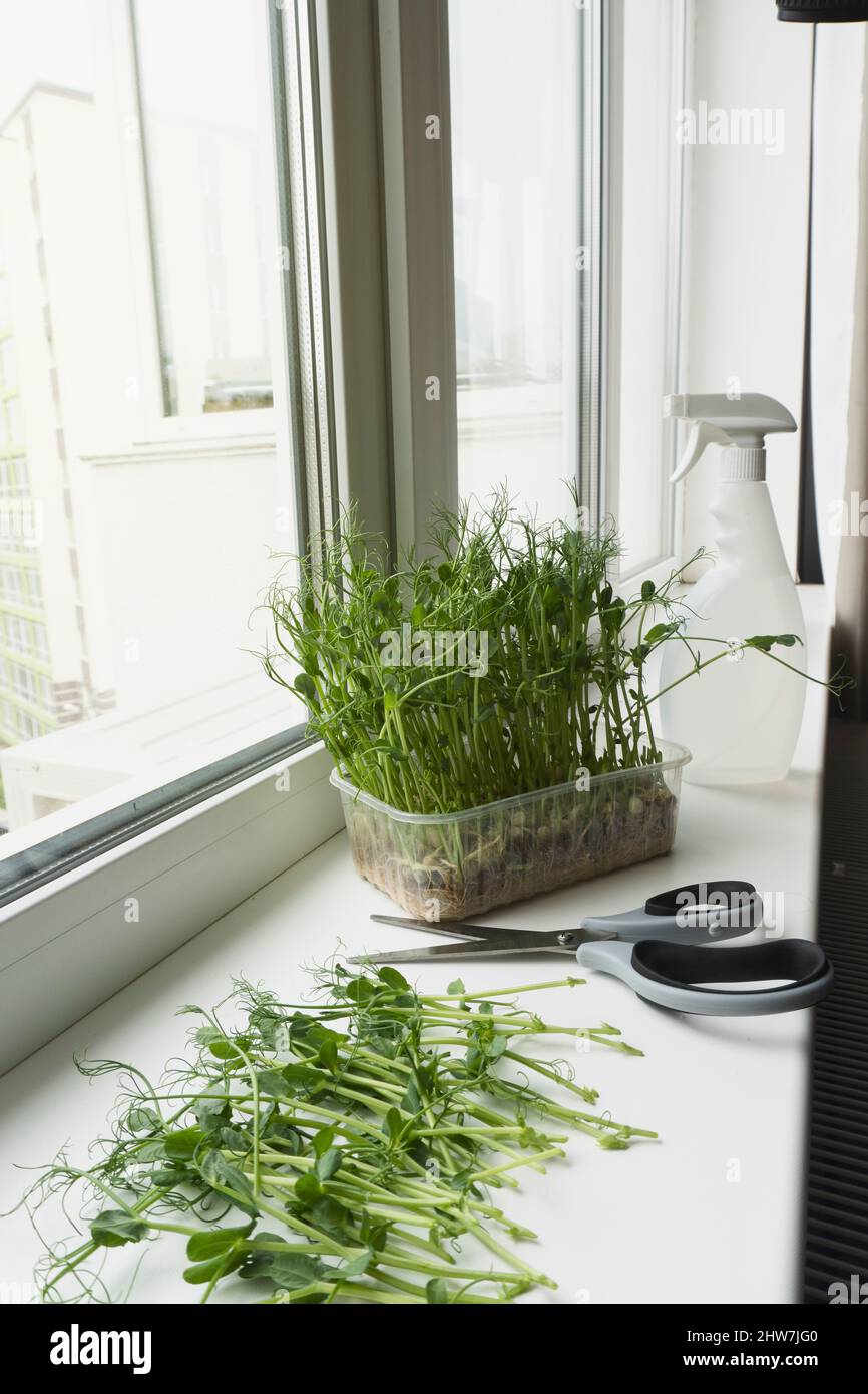 Taglio di micro green con forbici sul davanzale. Foto Stock