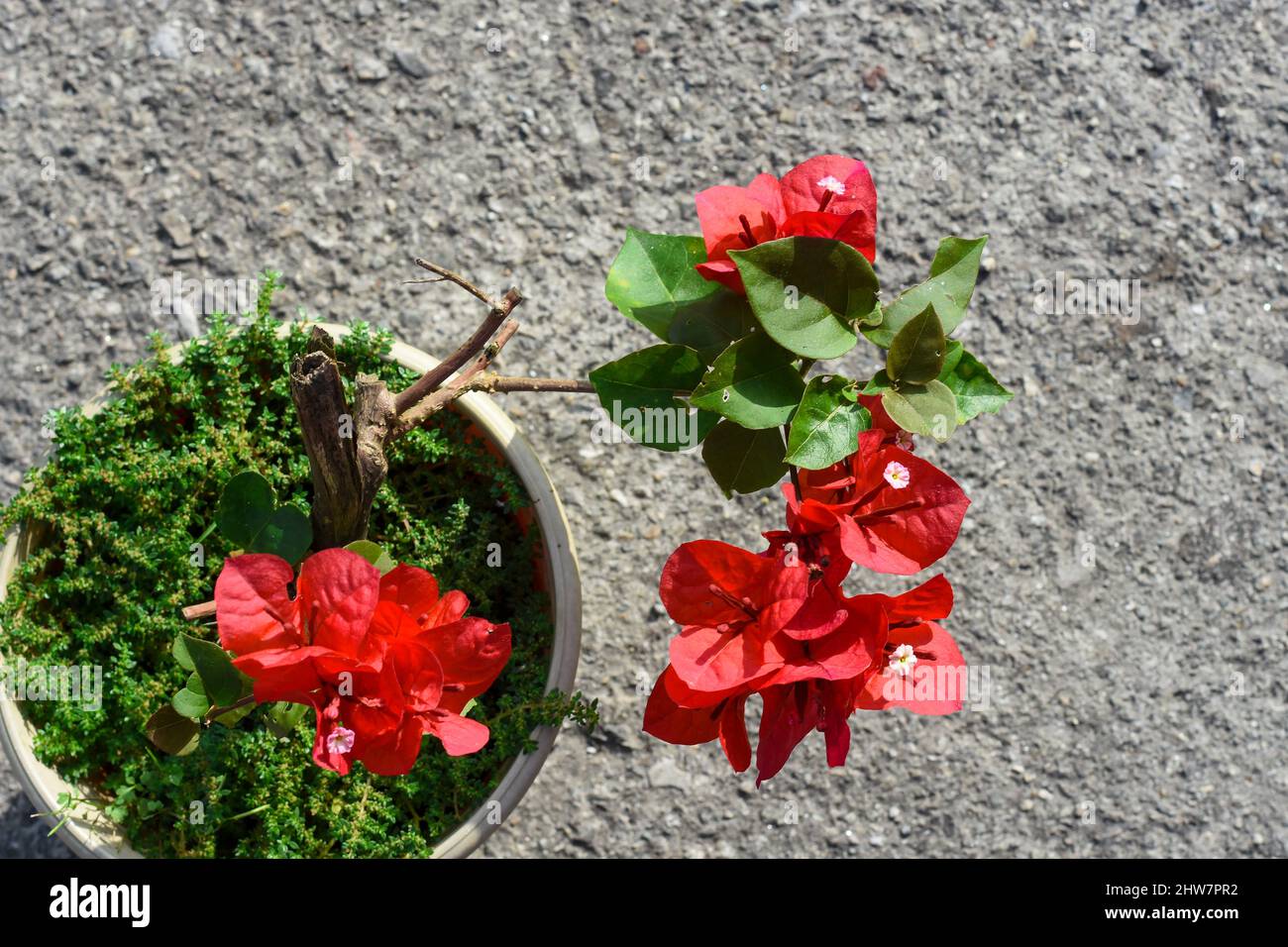 Bougainvillea glabra è a volte chiamato 'fiore di carta' perché i suoi bratti sono sottili e di carta. Arbusto da arrampicata vigoroso Evergreen con steli spinosi Foto Stock