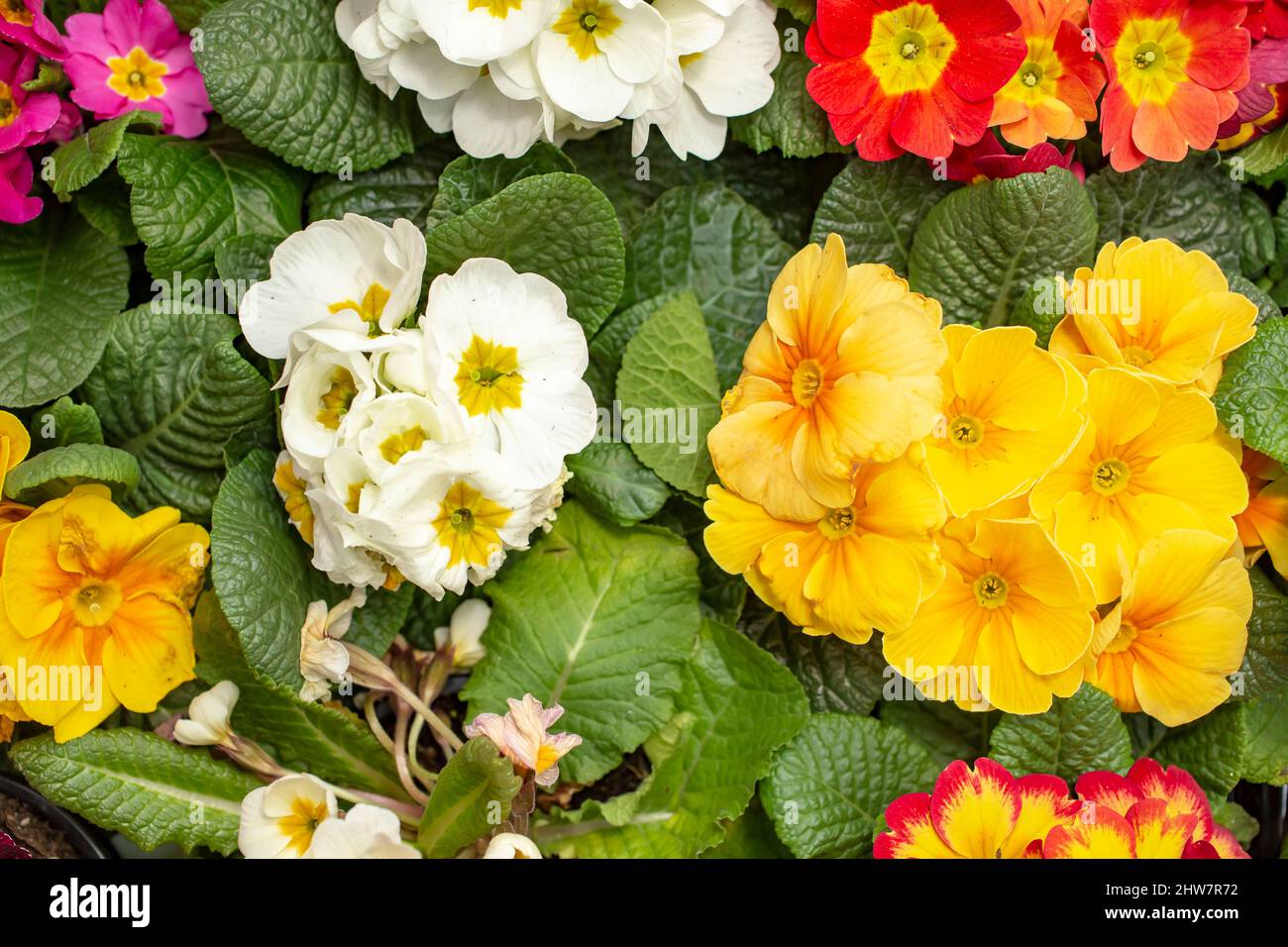 rosso bianco e giallo promose fiori, vista dall'alto Foto Stock