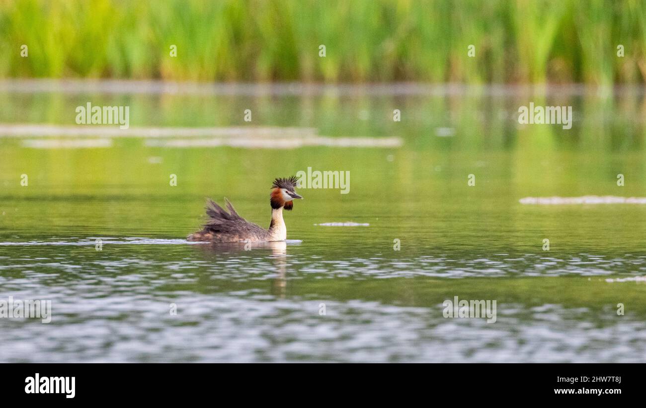 Svasso maggiore Foto Stock